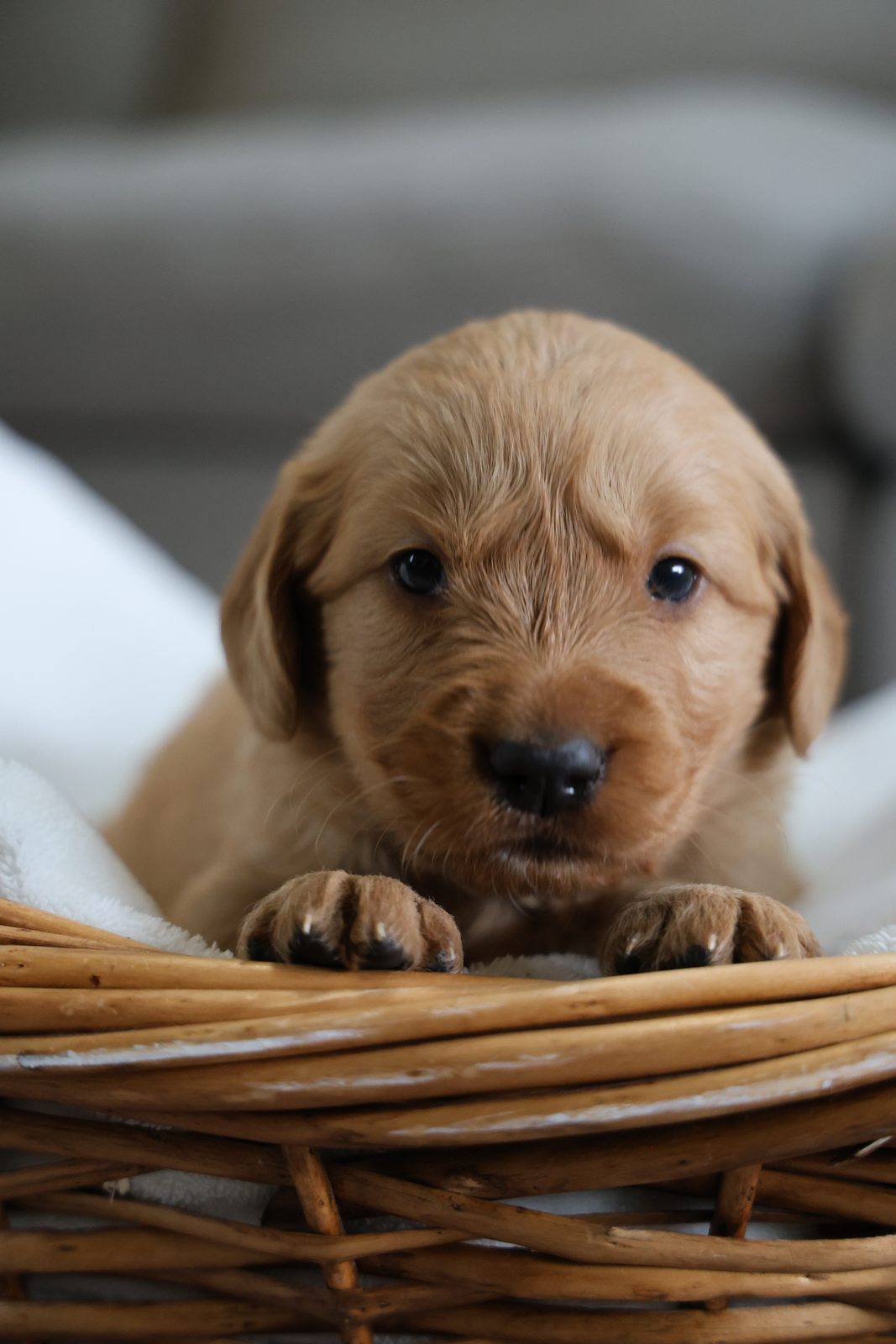 Red-gold puppy peeking over a wicker basket