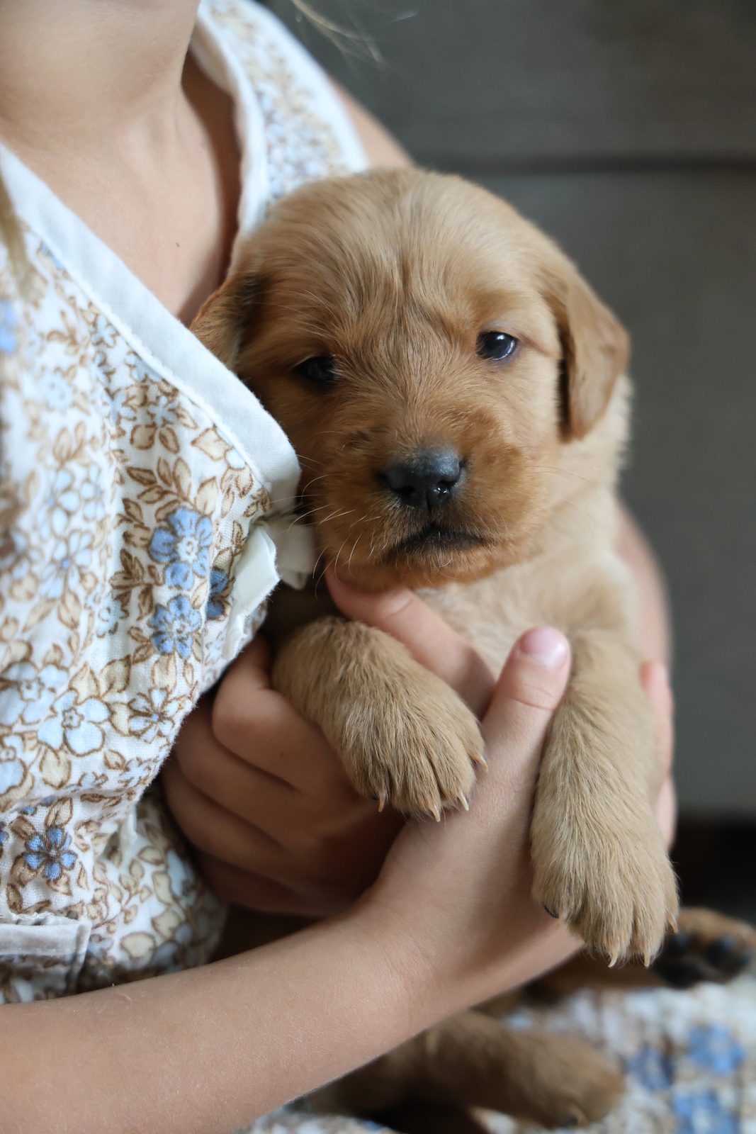 A child cuddling a red-gold puppy